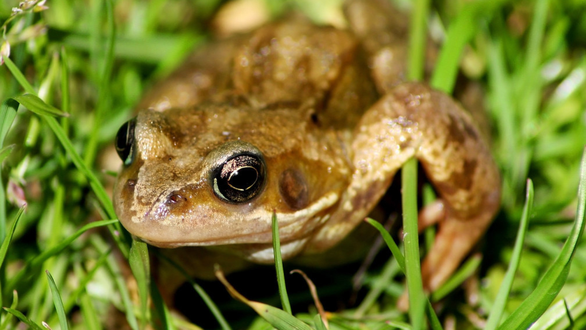 Does a Frog Have a Neck? Exploring Their Anatomy