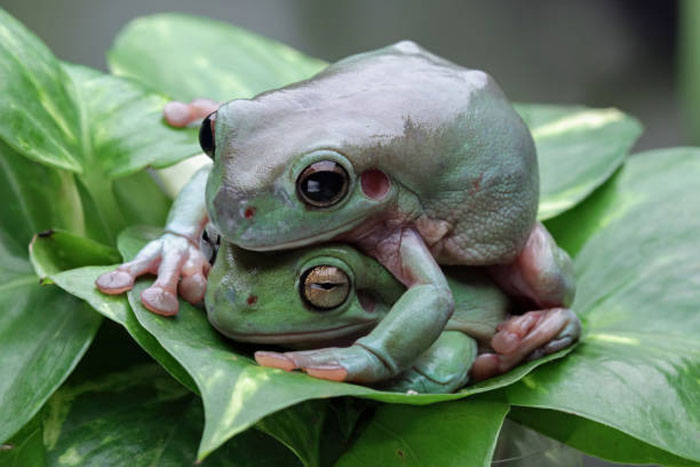 Dumpy Tree Frog Coloration and markings