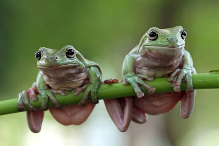 Dumpy Tree Frog Conservation Status