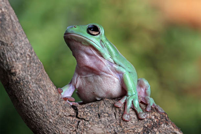 Dumpy Tree Frog Development