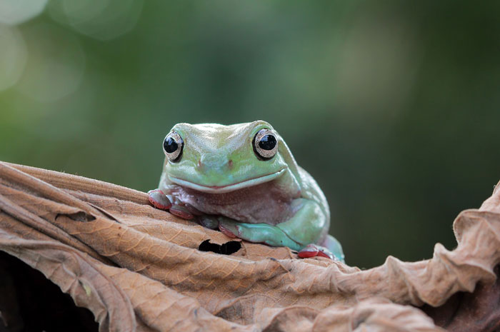 Dumpy Tree Frog Feeding habits and predation