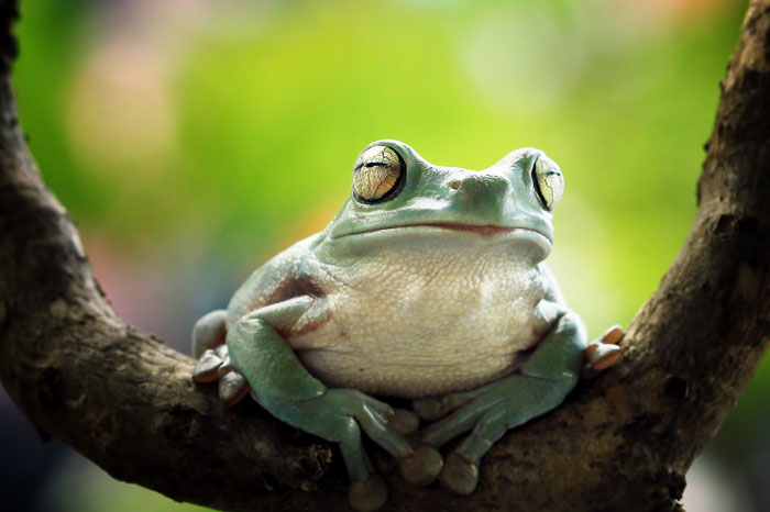 Dumpy Tree Frog Habitat and Behavior