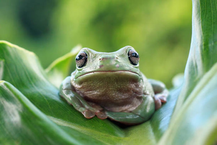 Dumpy Tree Frog Interesting Facts