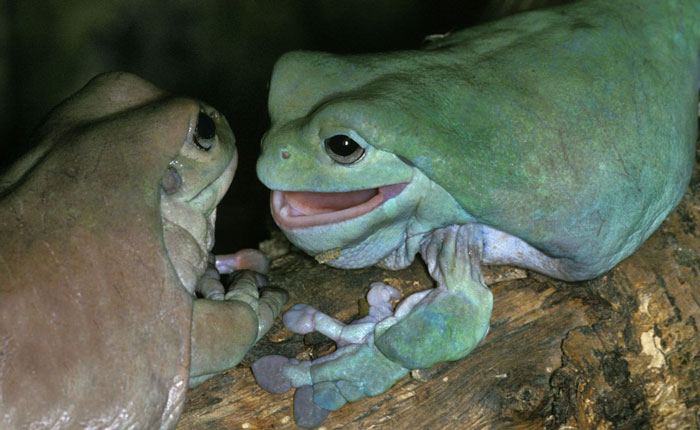 Dumpy Tree Frog Mating and breeding