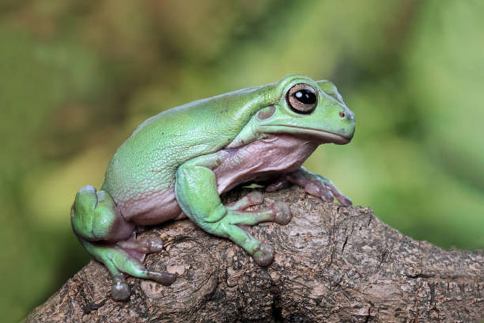 Dumpy Tree Frog Physical Characteristics