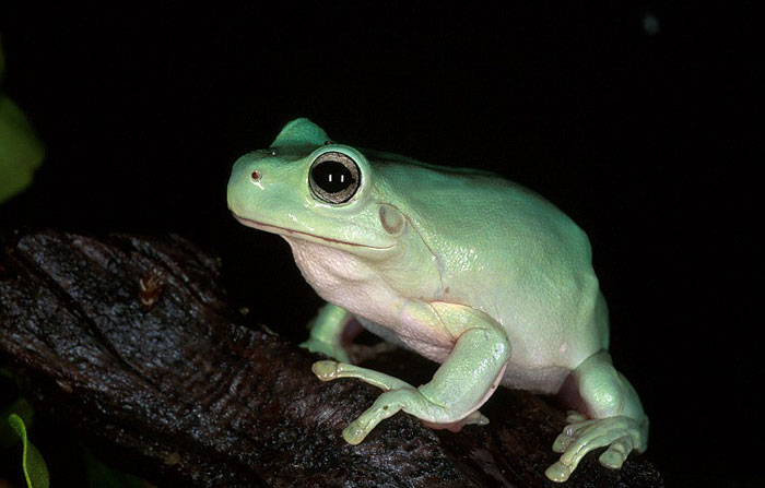 Dumpy Tree Frog Unique Adaptations