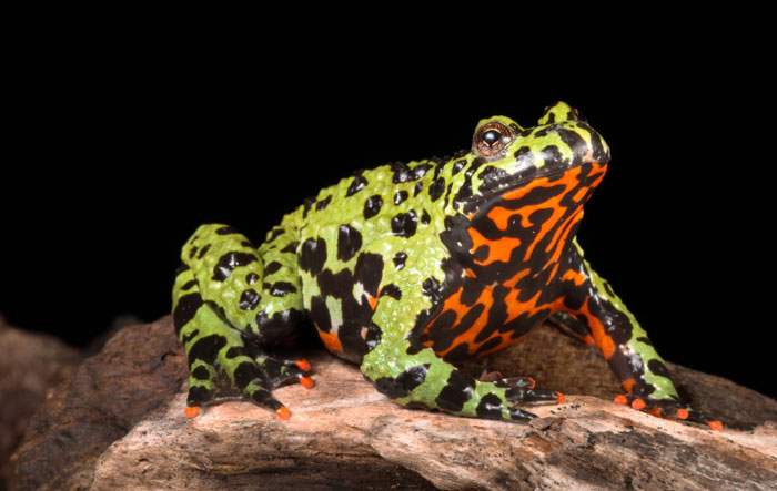 Fire-bellied Frog Conservation Status