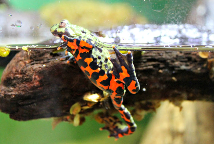 Fire-bellied Frog Diet and feeding