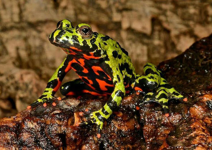 Fire-bellied Frog Fun Facts