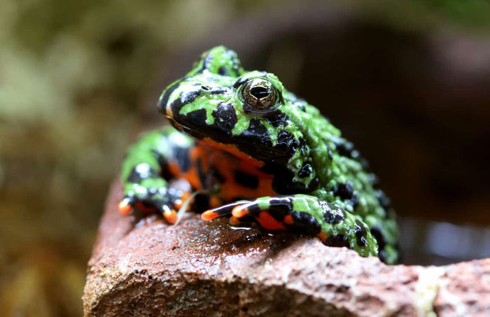 Fire-bellied Frog Housing