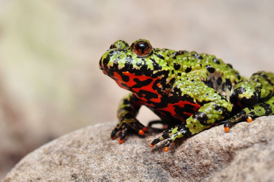 Fire-bellied Frogs