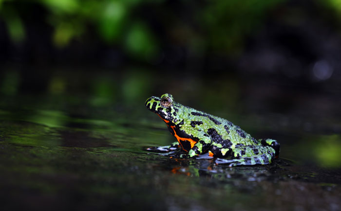 Fire-bellied Frogs 101: A Guide to the Bombina Genus