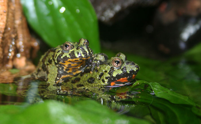 Fire-bellied Frogs Mating and breeding behavior