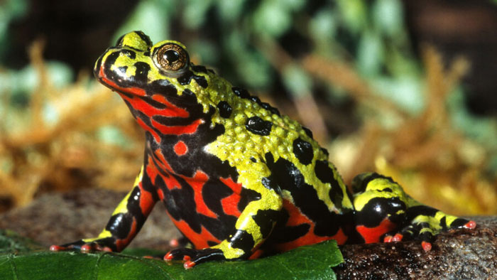 Fire-bellied Frogs Physical Characteristics