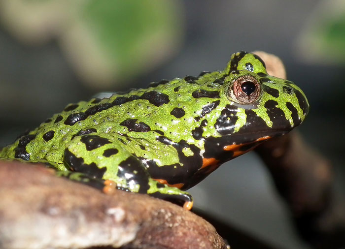 Fire-bellied Frogs Unique Adaptations