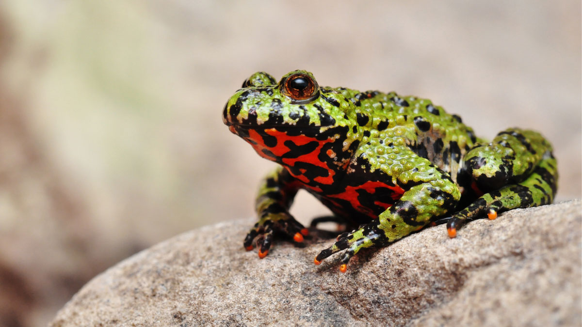 Fire-bellied Frogs 101: A Guide to the Bombina Genus