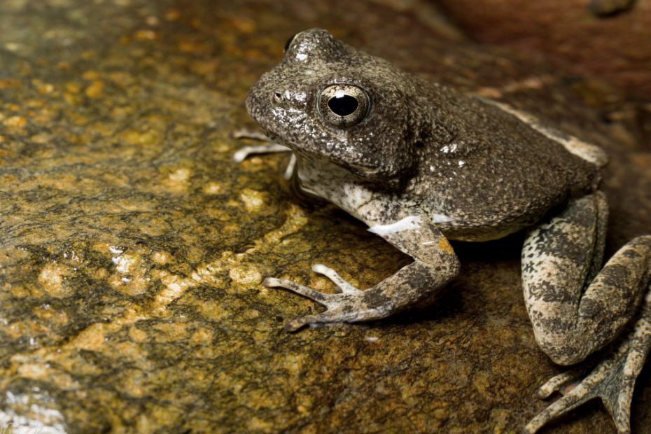 Foothill Yellow-legged Frog