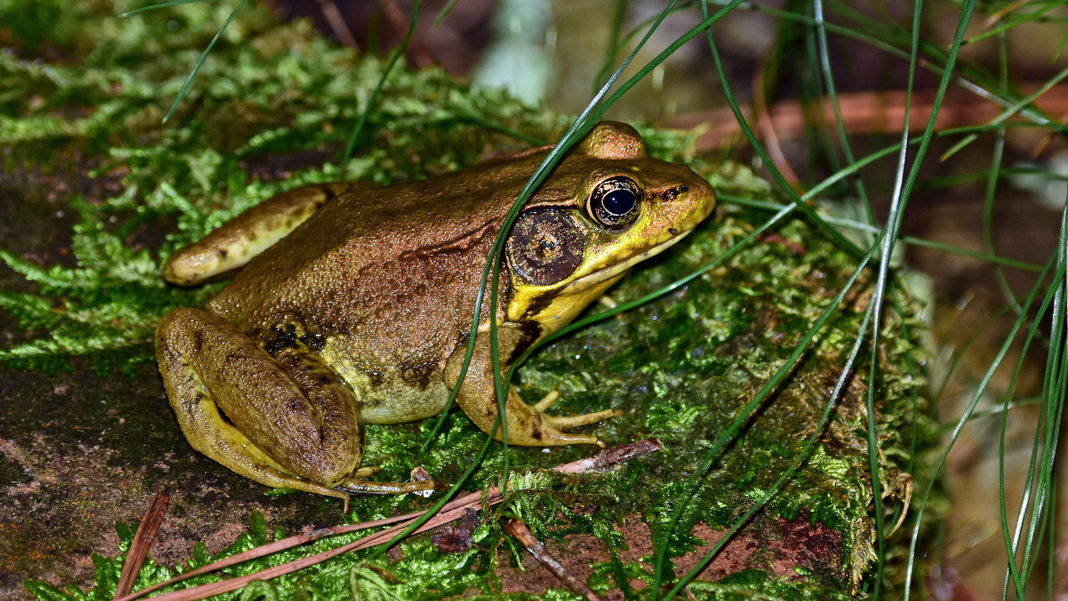 Frog Leg Anatomy Exploring Remarkable Jumps