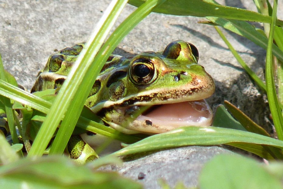 Frog Teeth