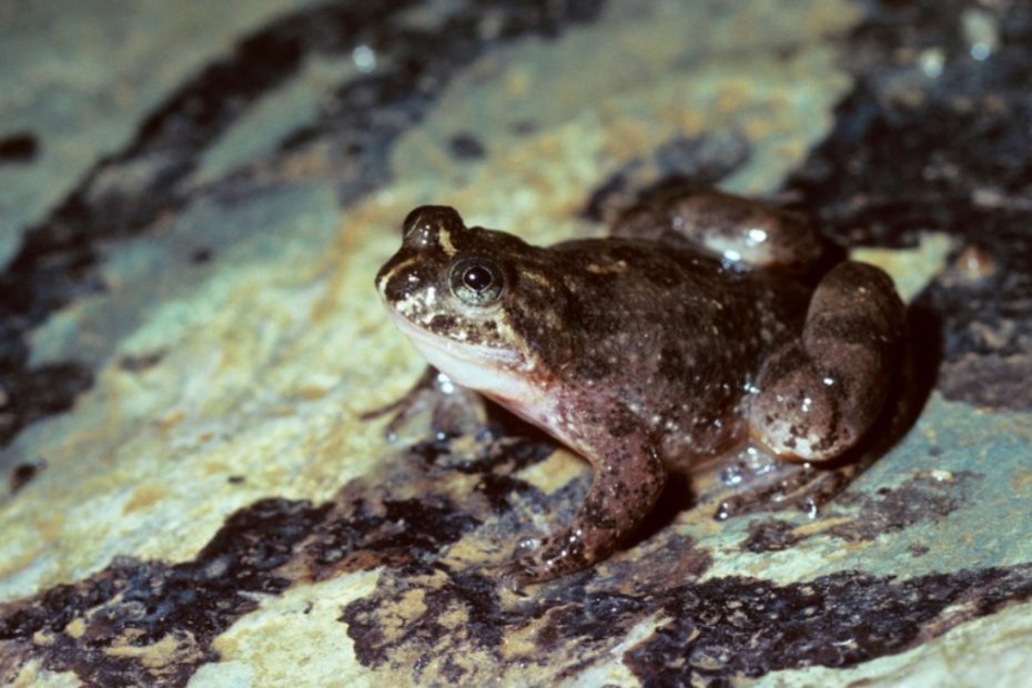 Gastric-brooding Frogs