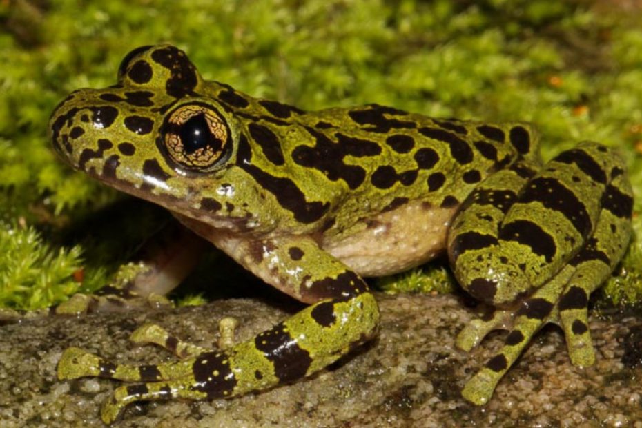 Ghost Frogs