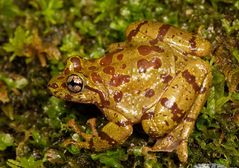 Ghost Frogs Breeding and mating behavior