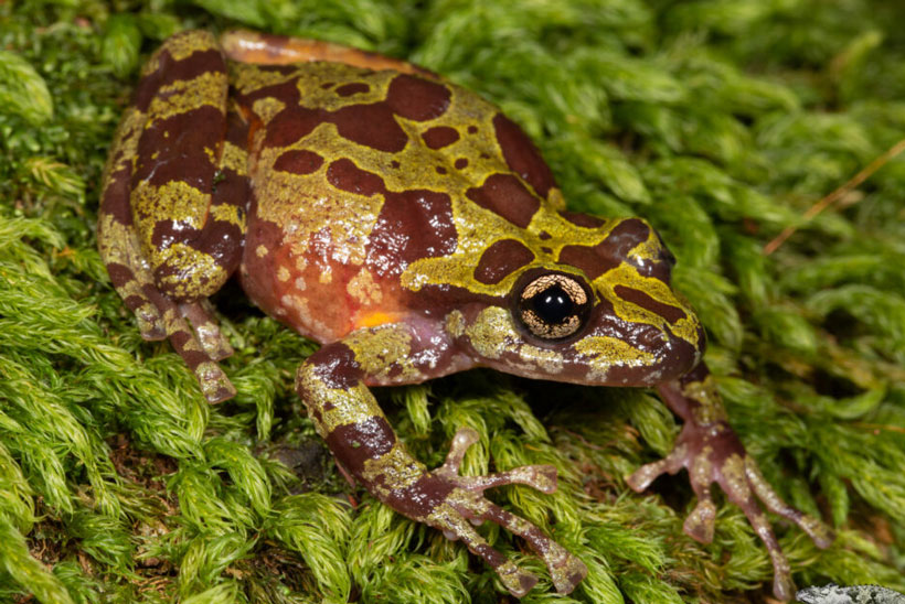 Ghost Frogs Conservation Status