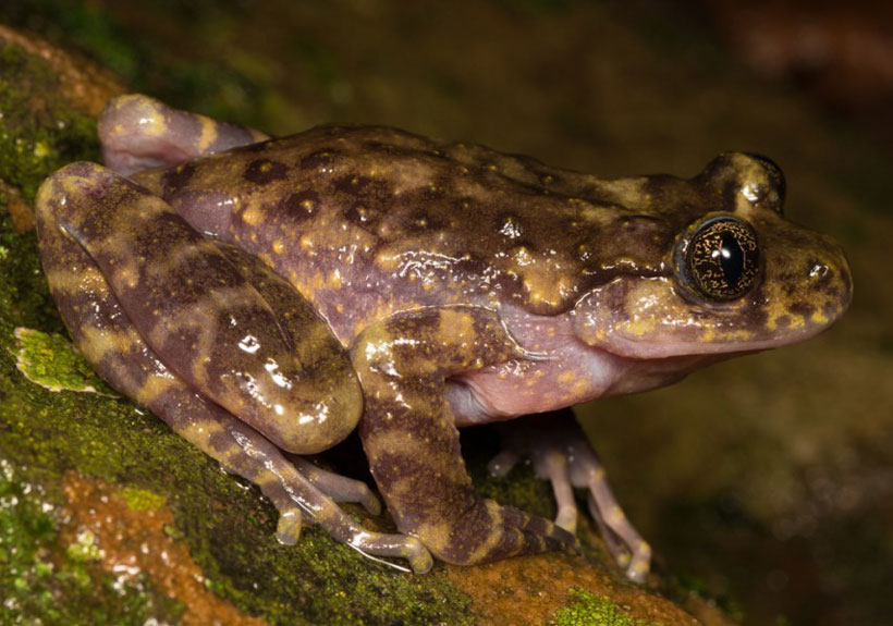 Ghost Frogs 101: South Africa's Cryptic Amphibians