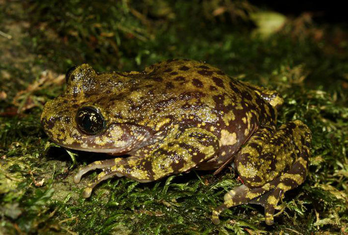 Ghost Frogs Physical Characteristics