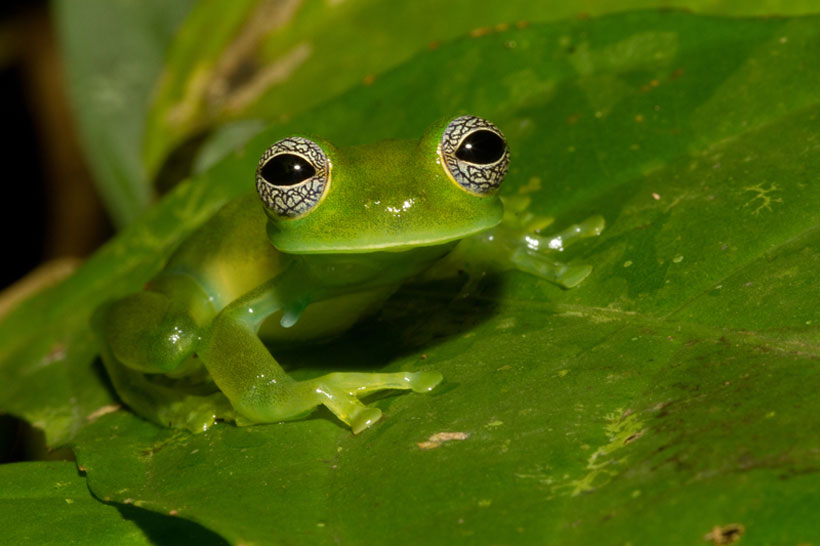 Glass Frogs 101: Transparent Wonders of the Rainforest