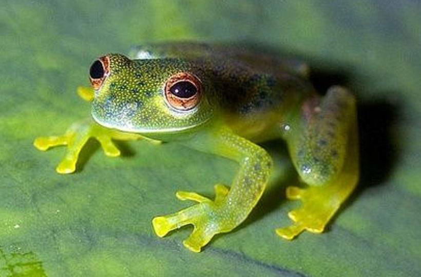 Glass Frogs Diet and Predators