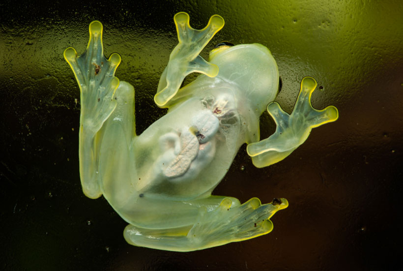 Glass Frogs Interesting Facts