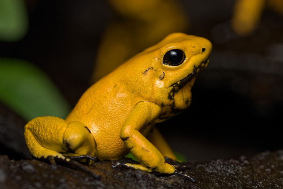 Golden Poison Dart Frog