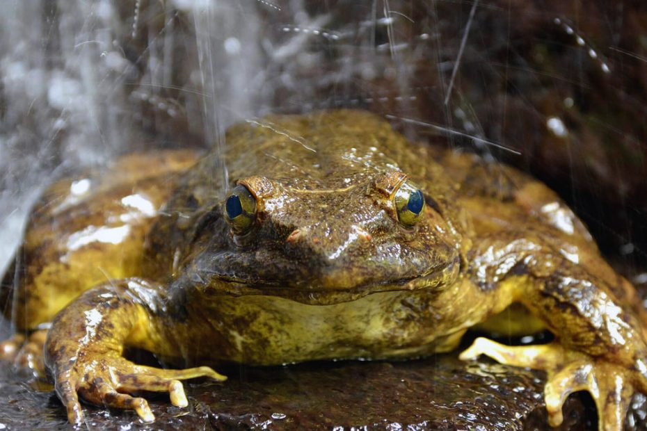 Goliath Frog