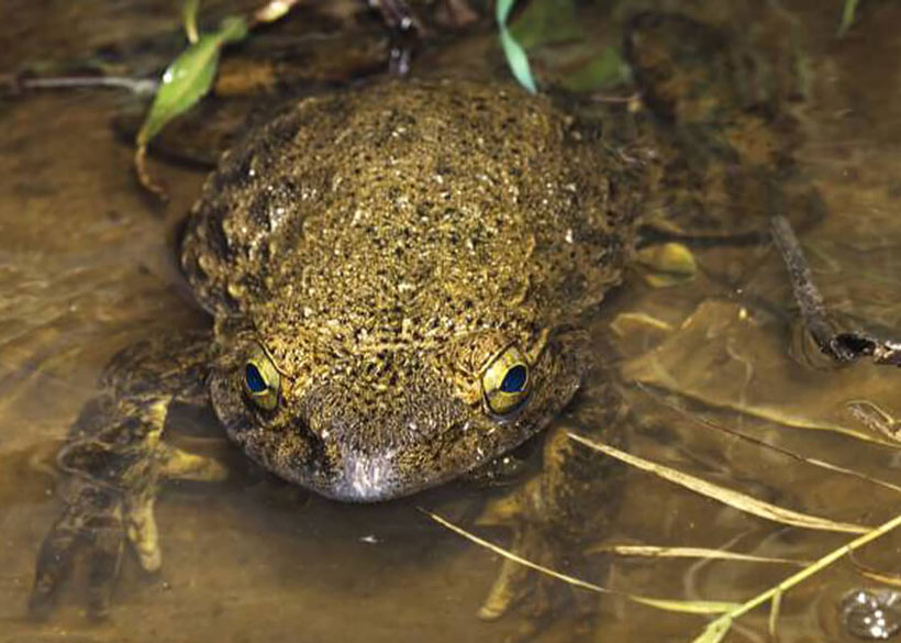 Goliath Frog Breeding and mating behavior