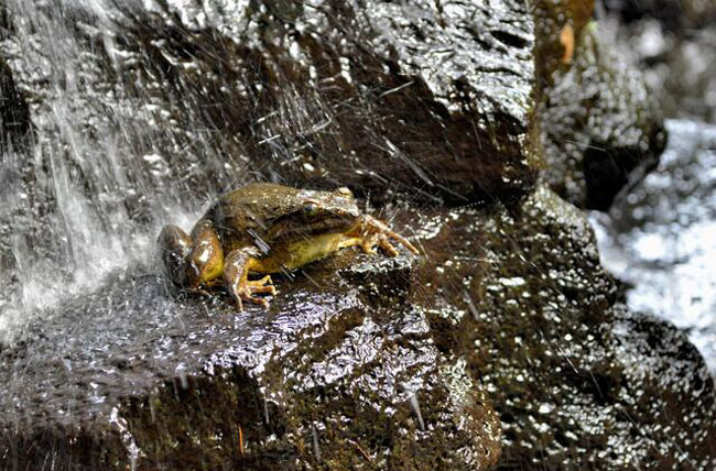 Goliath Frog Habitat and Behavior