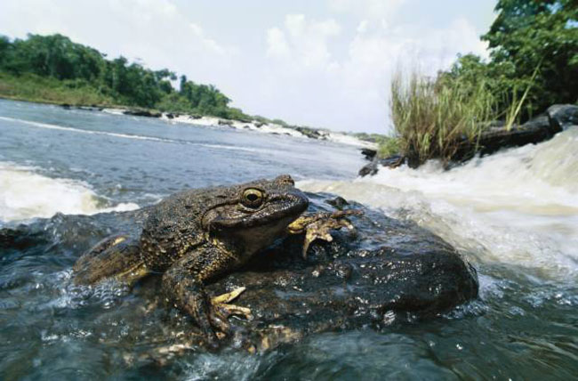 Goliath frog conservation Status