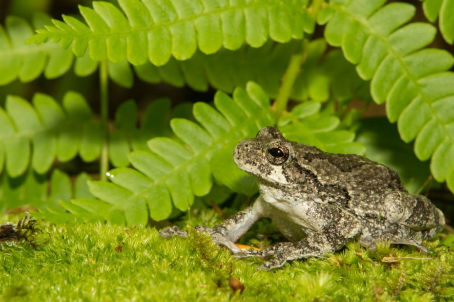 Gray Treefrog