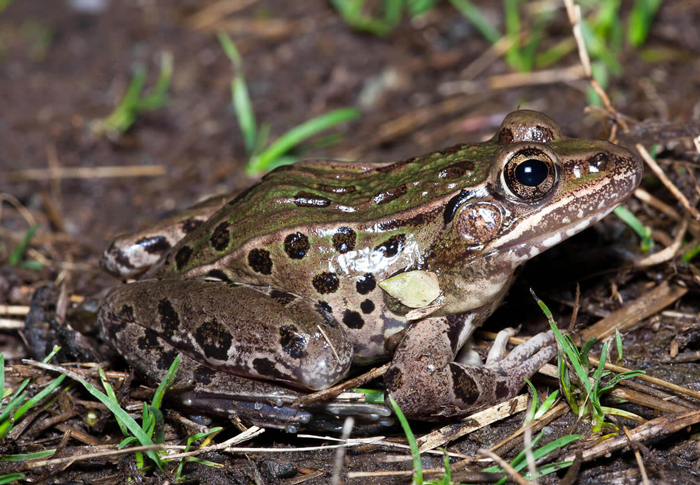 How do frogs catch prey without opposable thumbs