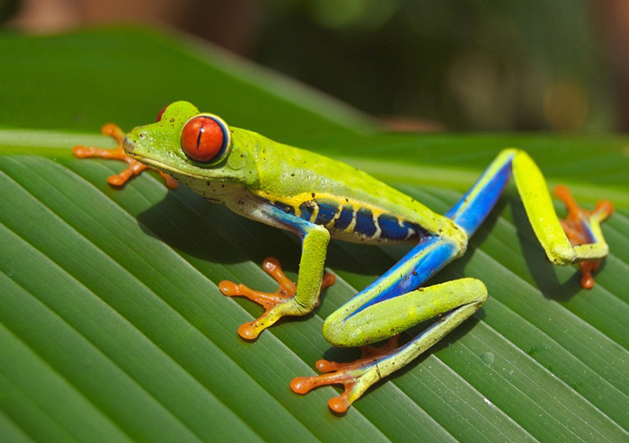 How do frogs climb without opposable thumbs