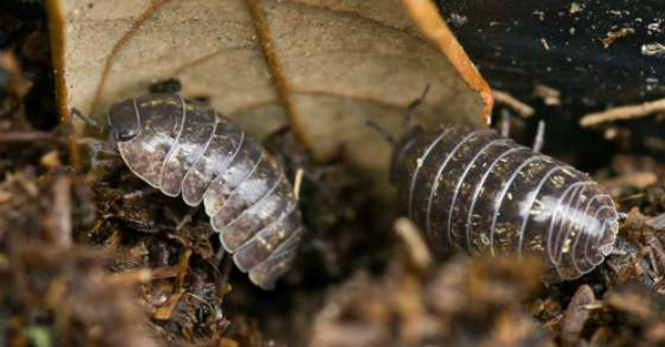 How much rolly pollies should frogs eat