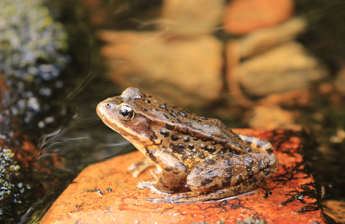 Interesting Facts About Cascade Frogs