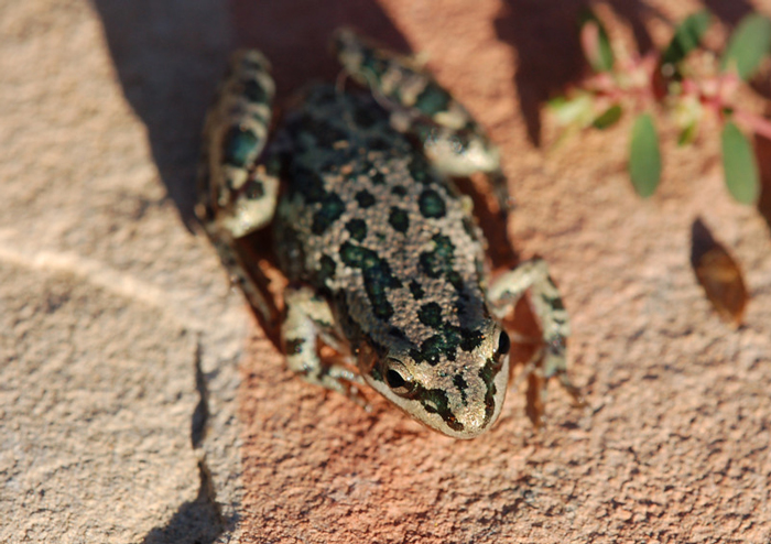 Interesting Facts About Spotted Chorus Frogs