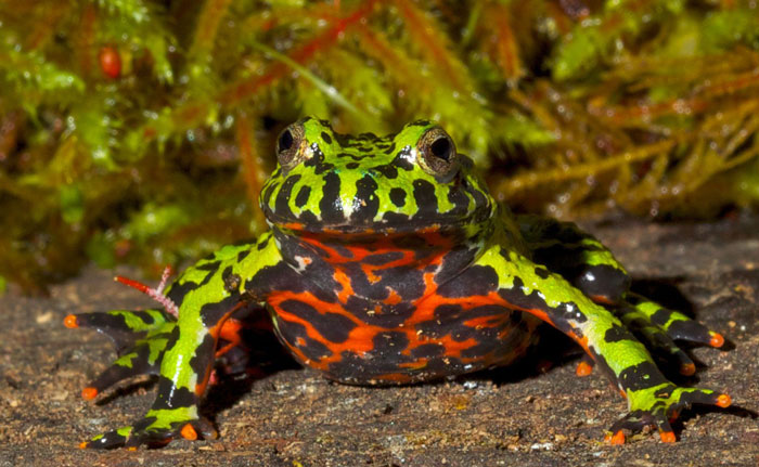 Keeping your pet fire-bellied frog healthy