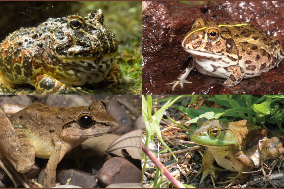 Largest Frogs in the World