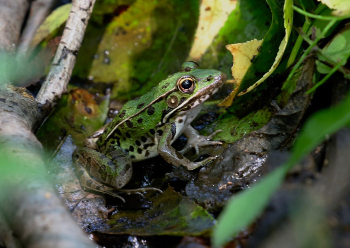 Leopard Frog