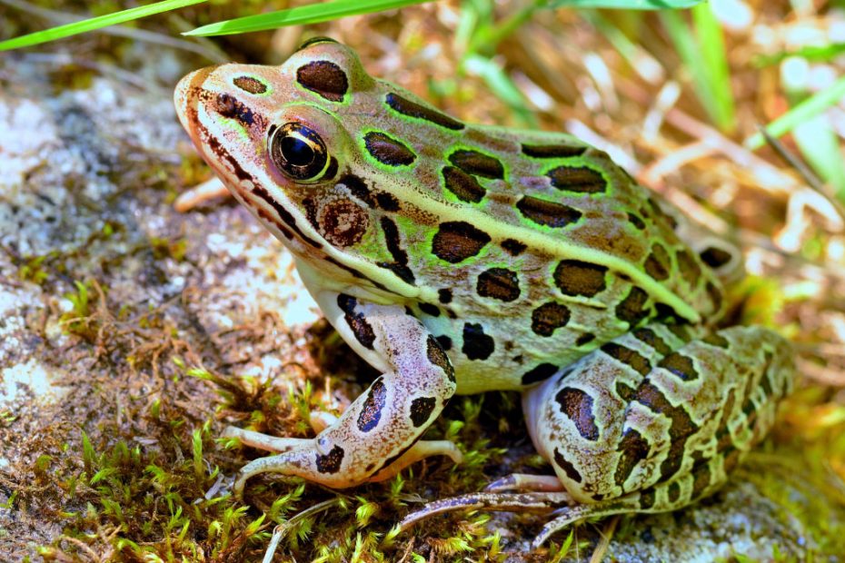 Leopard Frogs