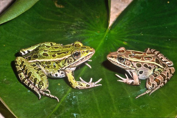 Leopard Frogs Conservation Status