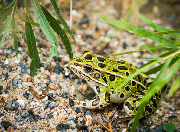 Leopard Frogs Diet and predation