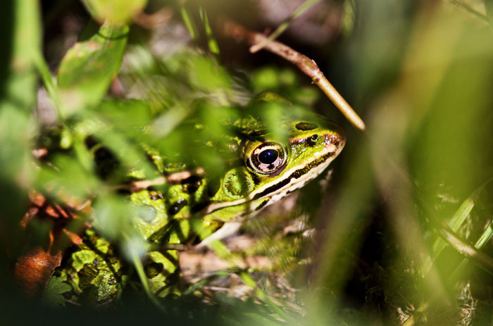 Leopard Frogs Habitat and Behavior